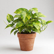 EPIPREMNUM GOLDEN POTHOS VASO 12CM