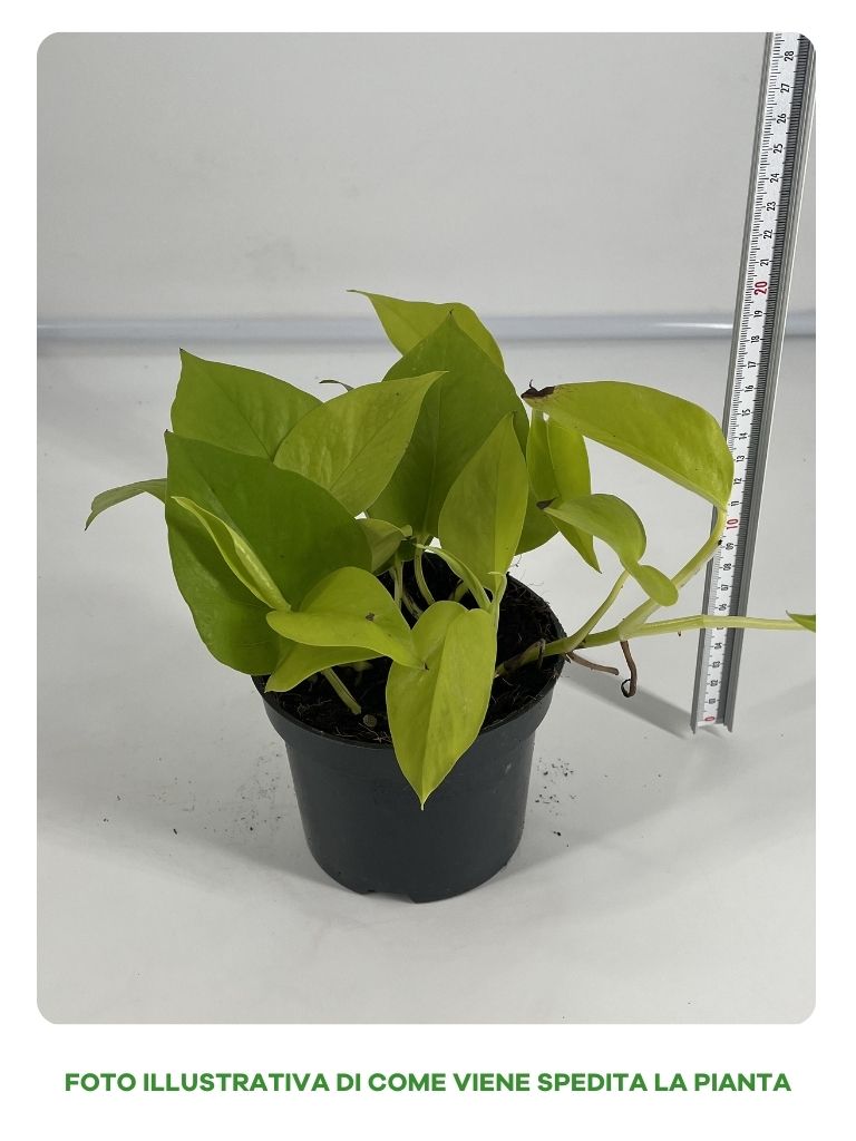 EPIPREMNUM GOLDEN POTHOS VASO 12CM