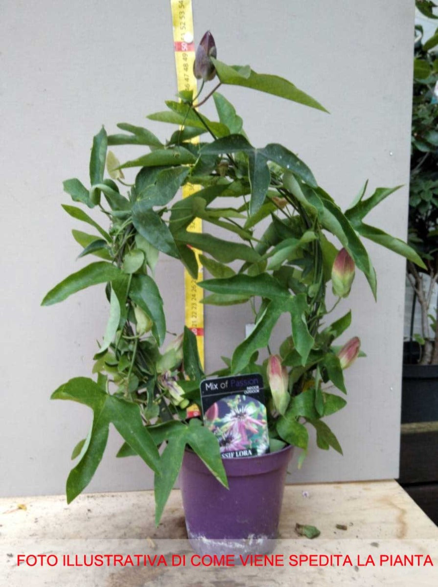 PASSIFLORA VICTORIA/CAERULEA ASSORTITA VASO 13CM