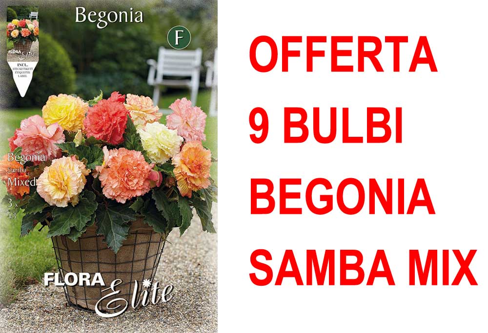 OFFERTA 9 BULBI BEGONIA SAMBA MIX