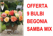 OFFERTA 9 BULBI BEGONIA SAMBA MIX
