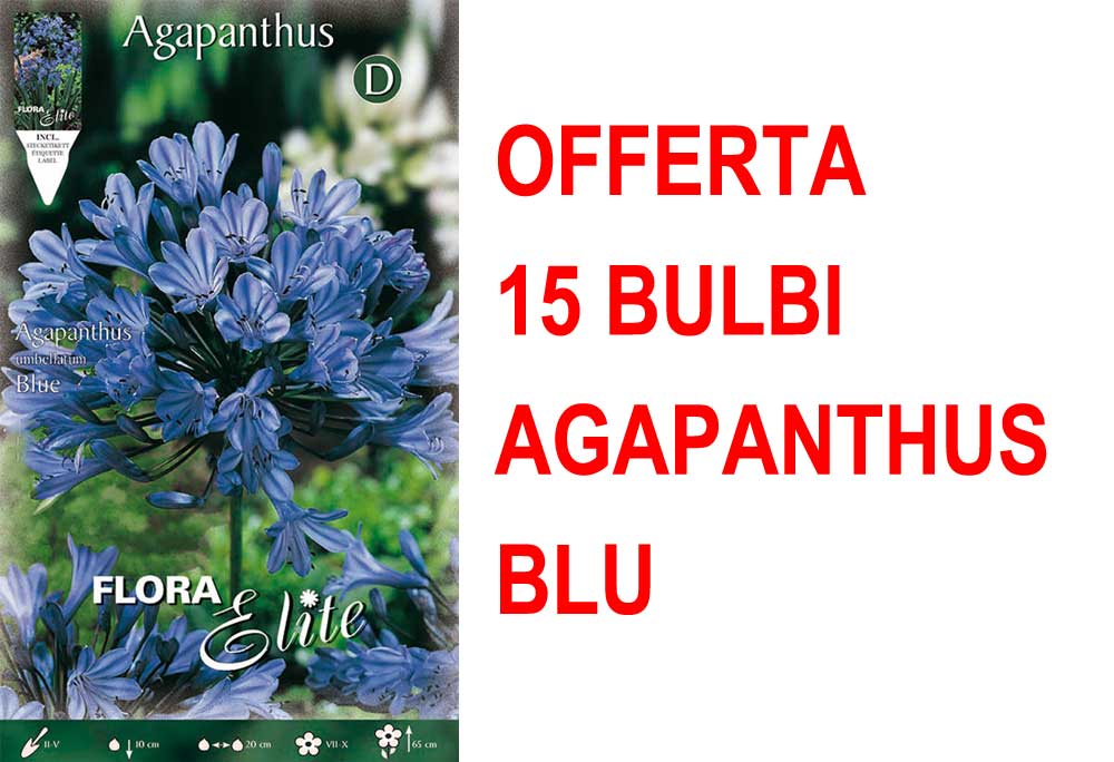 OFFERTA 15 BULBI AGAPANTHUS BLUE