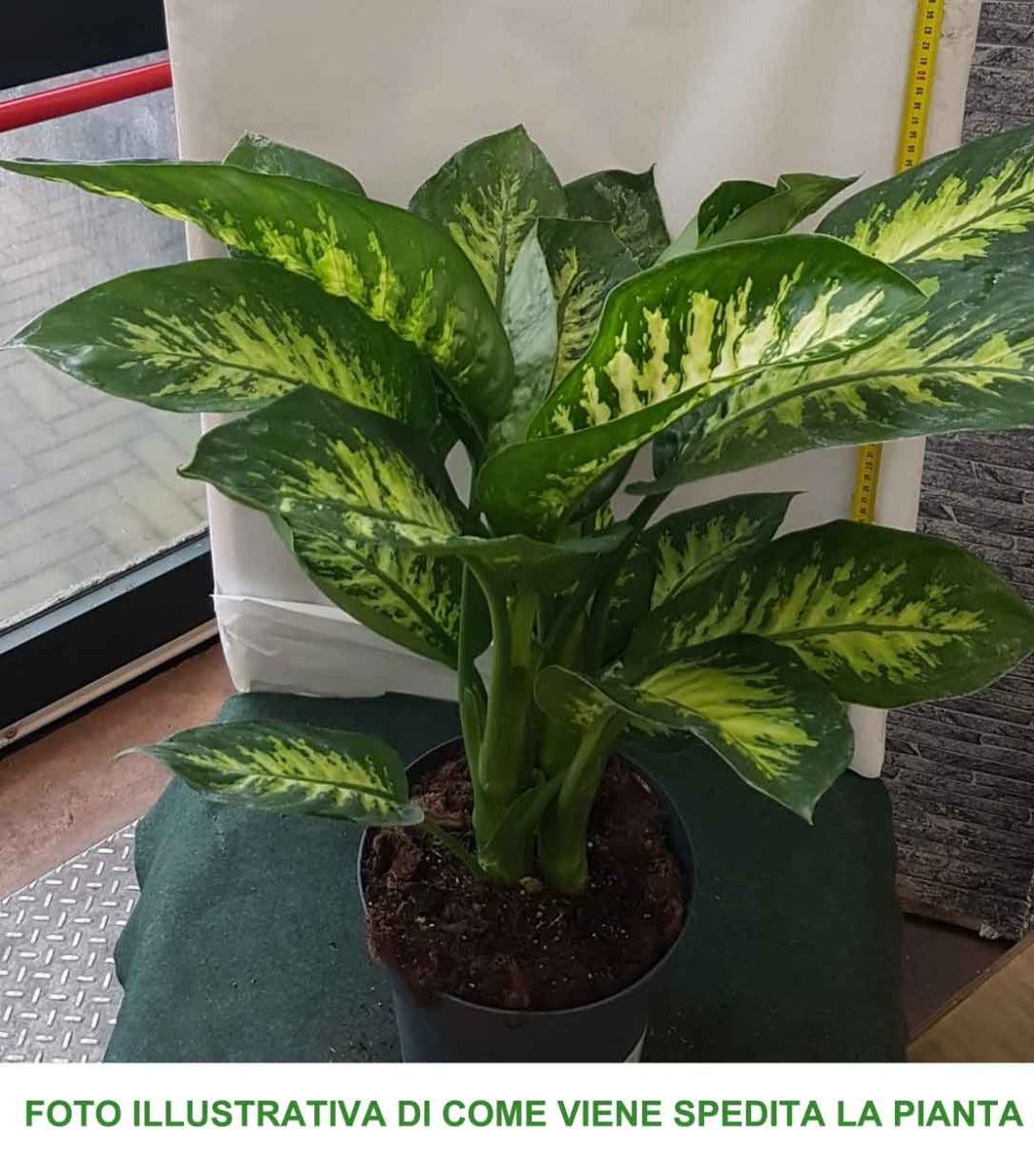 DIEFFENBACHIA TROPIC SNOW VASO 21CM