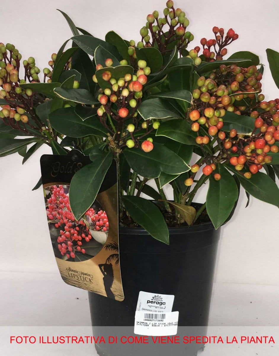 SKIMMIA JAPONICA LIPSTICK VASO 19CM