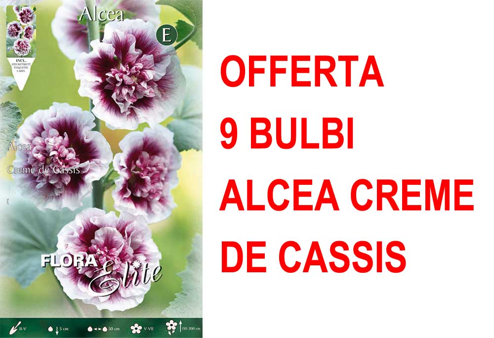 OFFERTA 9 BULBI ALCEA CREME DE CASSIS