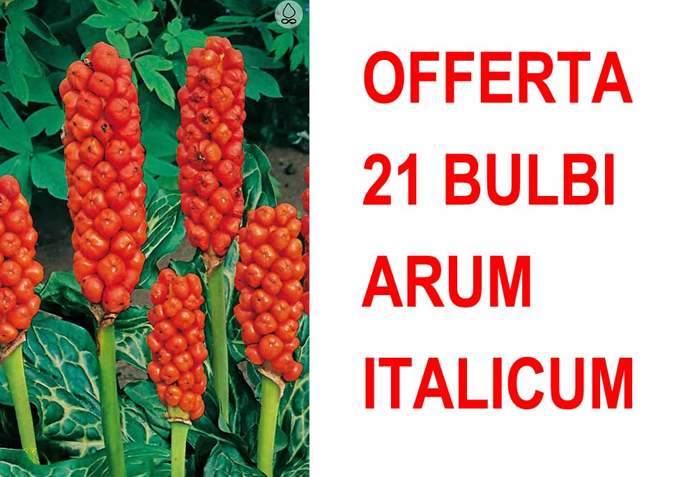 OFFERTA 21 BULBI ARUM ITALICUM
