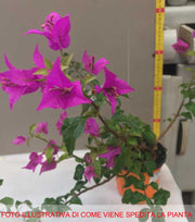 BOUGAINVILLEA SANDERIANA GLABRA VASO 14CM