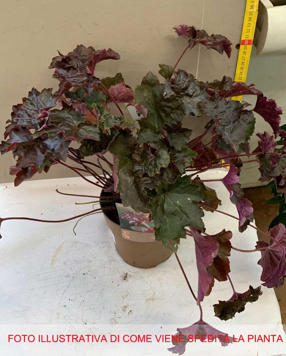 HEUCHERA MICRANTHA PALACE PURPLE IN VASO 15CM