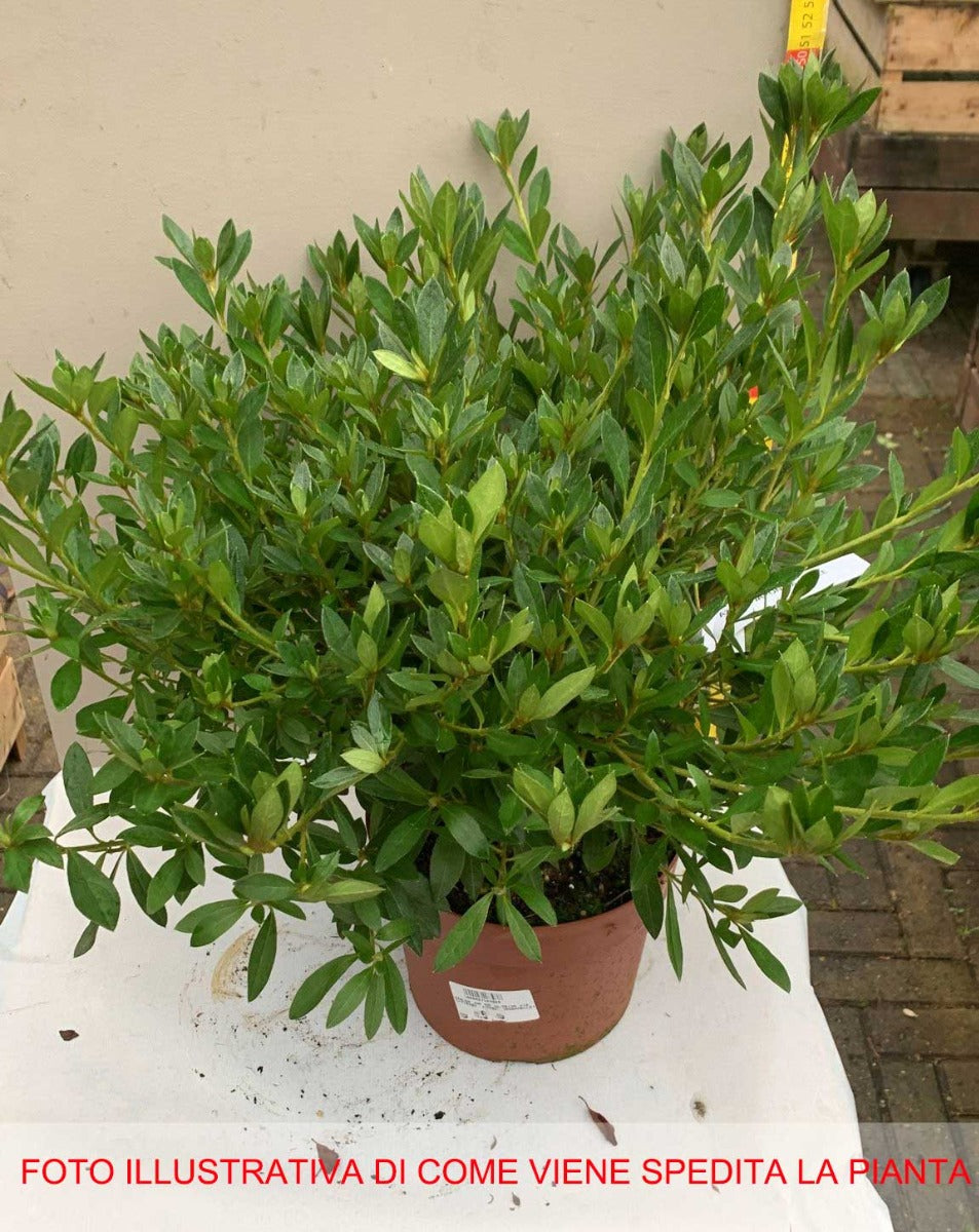 AZALEA JAPONICA RUSTICA MELLE VASO 18CM