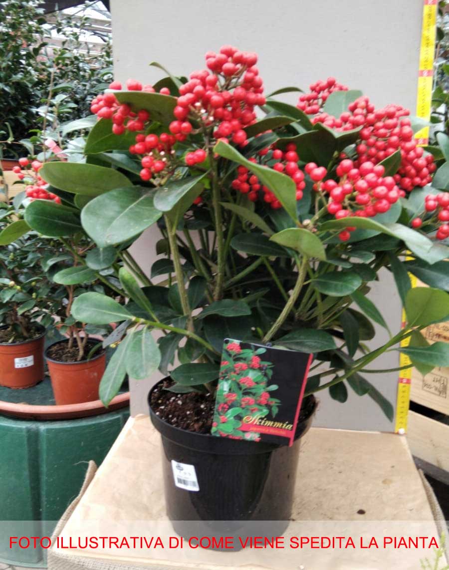 SKIMMIA JAPONICA VEITCHII VASO 23CM