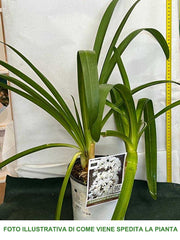 AGAPANTHUS AFRICANUS ALBUS VASO 19CM