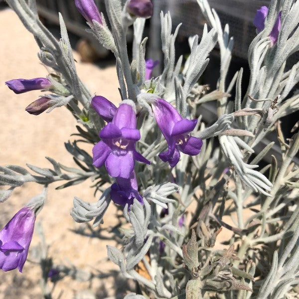 EREMOPHILA NIVEA VASO 16CM