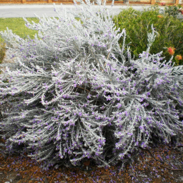 EREMOPHILA NIVEA VASO 16CM