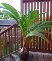 COCOS NUCIFERA PALMA DA COCCO IN VASO 19CM