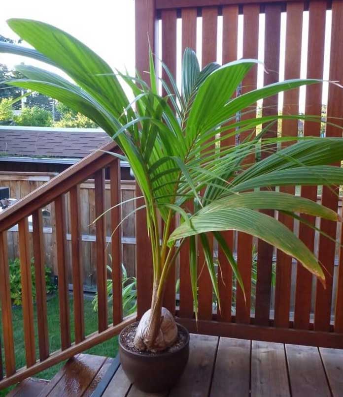 COCOS NUCIFERA PALMA DA COCCO IN VASO 19CM