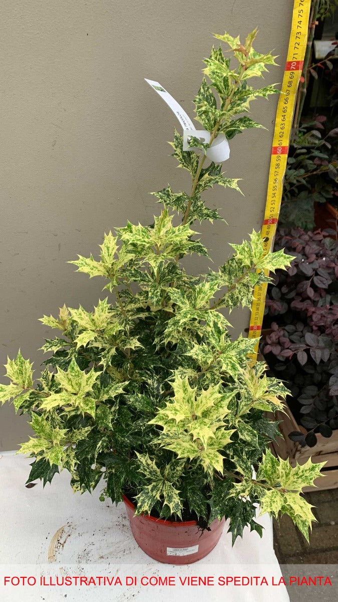 OSMANTHUS TRICOLOR IN VASO 21CM