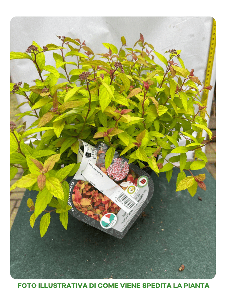 SPIRAEA JAPONICA LITTLE FLAME VASO 18CM
