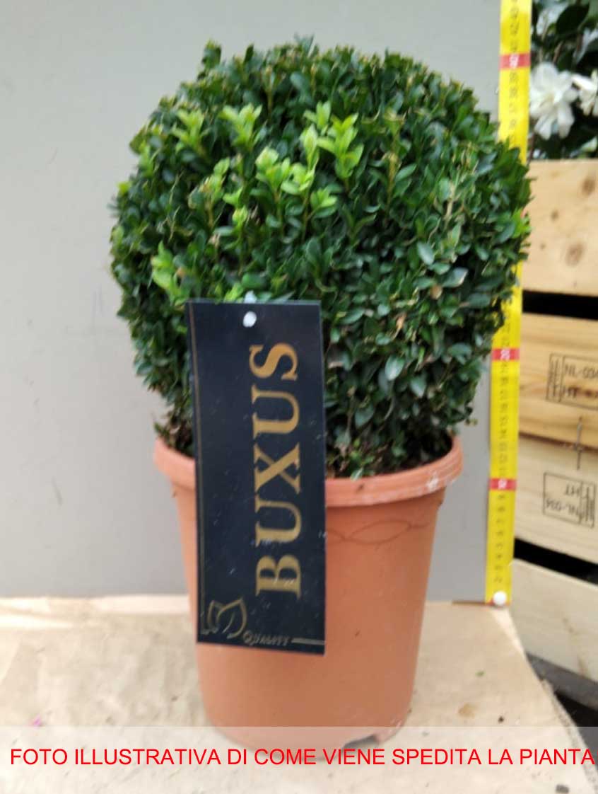BUXUS SEMPERVIRENS VASO 19CM