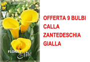 OFFERTA 9 BULBI CALLA ZANTEDESCHIA GIALLA
