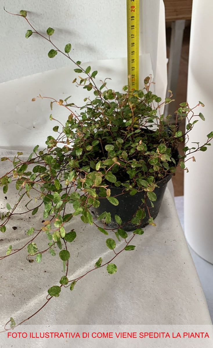 MUEHLENBECKIA AXILLARIS COMPLEXA IN VASO 12CM