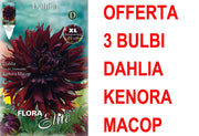 OFFERTA 3 BULBI DAHLIA DINNERPLATE KENORA MACOP XL