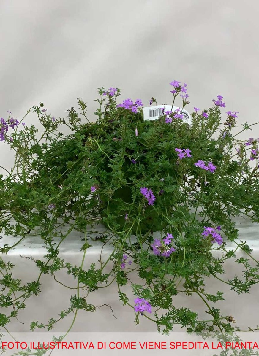 VERBENA REPENS IN VASO 18CM