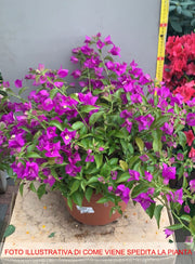 BOUGAINVILLEA SANDERIANA GLABRA VASO 30CM