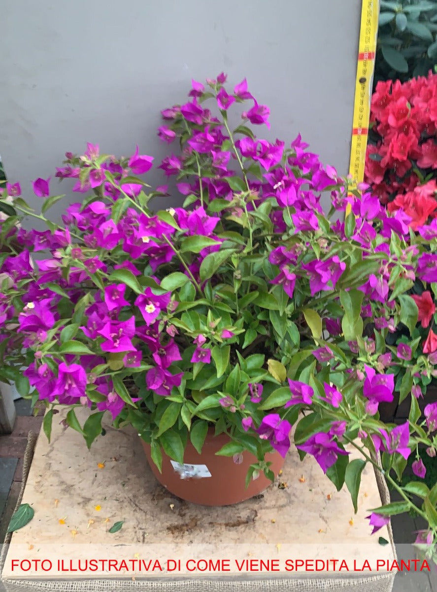 BOUGAINVILLEA SANDERIANA GLABRA VASO 30CM