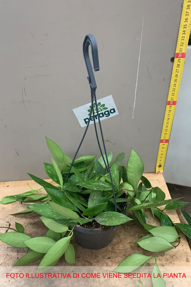 HOYA GRACILIS FIORE DI CERA VASO 14CM