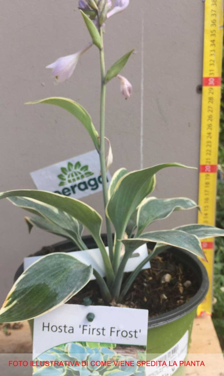 HOSTA FIRST FROST IN VASO 17CM