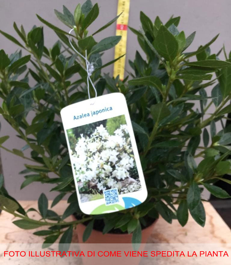 AZALEA JAPONICA RUSTICA BIANCA VASO 15CM