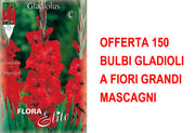OFFERTA 150 BULBI GLADIOLI A FIORI GRANDI MASCAGNI