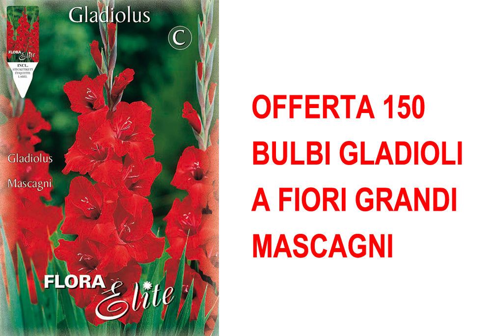 OFFERTA 150 BULBI GLADIOLI A FIORI GRANDI MASCAGNI