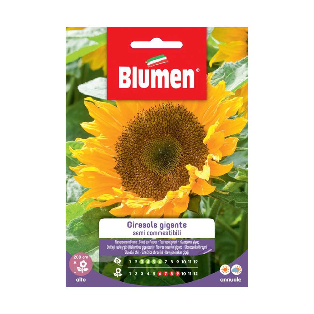 SEMI GIRASOLE SEMI COMMESTIBILI BLUMEN