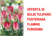 OFFERTA 30 BULBI TULIPANO FOSTERIANA FLAMING PURISSIMA