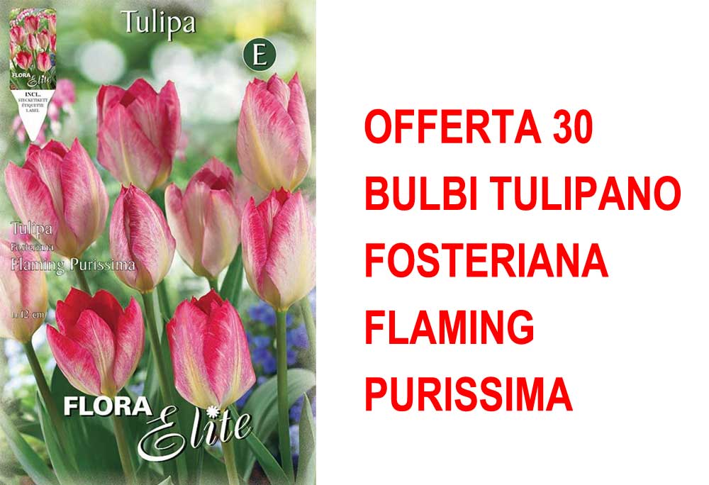 OFFERTA 30 BULBI TULIPANO FOSTERIANA FLAMING PURISSIMA
