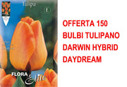 OFFERTA 150 BULBI TULIPANO DARWIN HYBRID DAYDREAM
