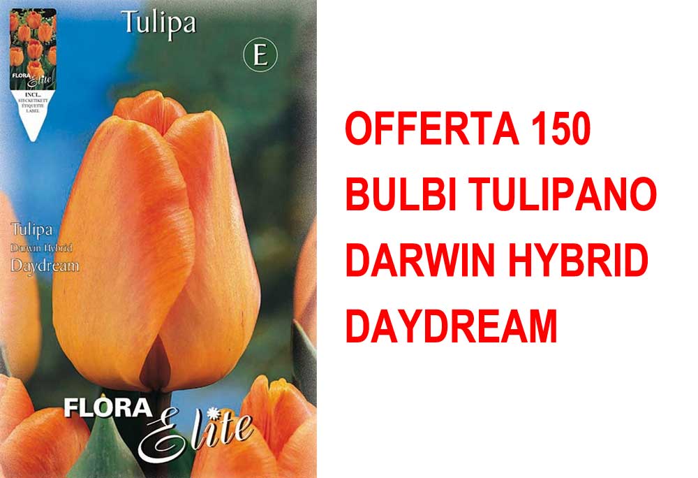 OFFERTA 150 BULBI TULIPANO DARWIN HYBRID DAYDREAM