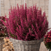 OFFERTA 3 PIANTE DI ERICA GRACILIS IN VASO 12CM ASSORTITA TRA ROSA O BIANCO