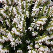 ERICA DARLEYENSIS BIANCO VASO 12CM