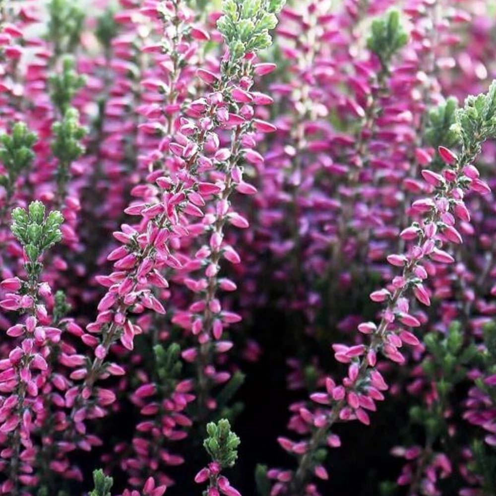 ERICA CALLUNA BEAUTY LADIES VIOLA IN VASO 15CM