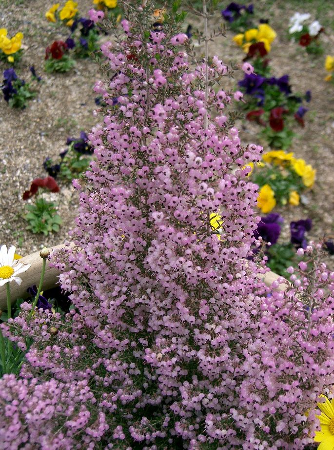 ERICA AFRICANA CANICULATA VASO 17CM