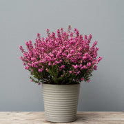 ERICA DARLEYENSIS COLORI ASSORTITI IN VASO 13CM