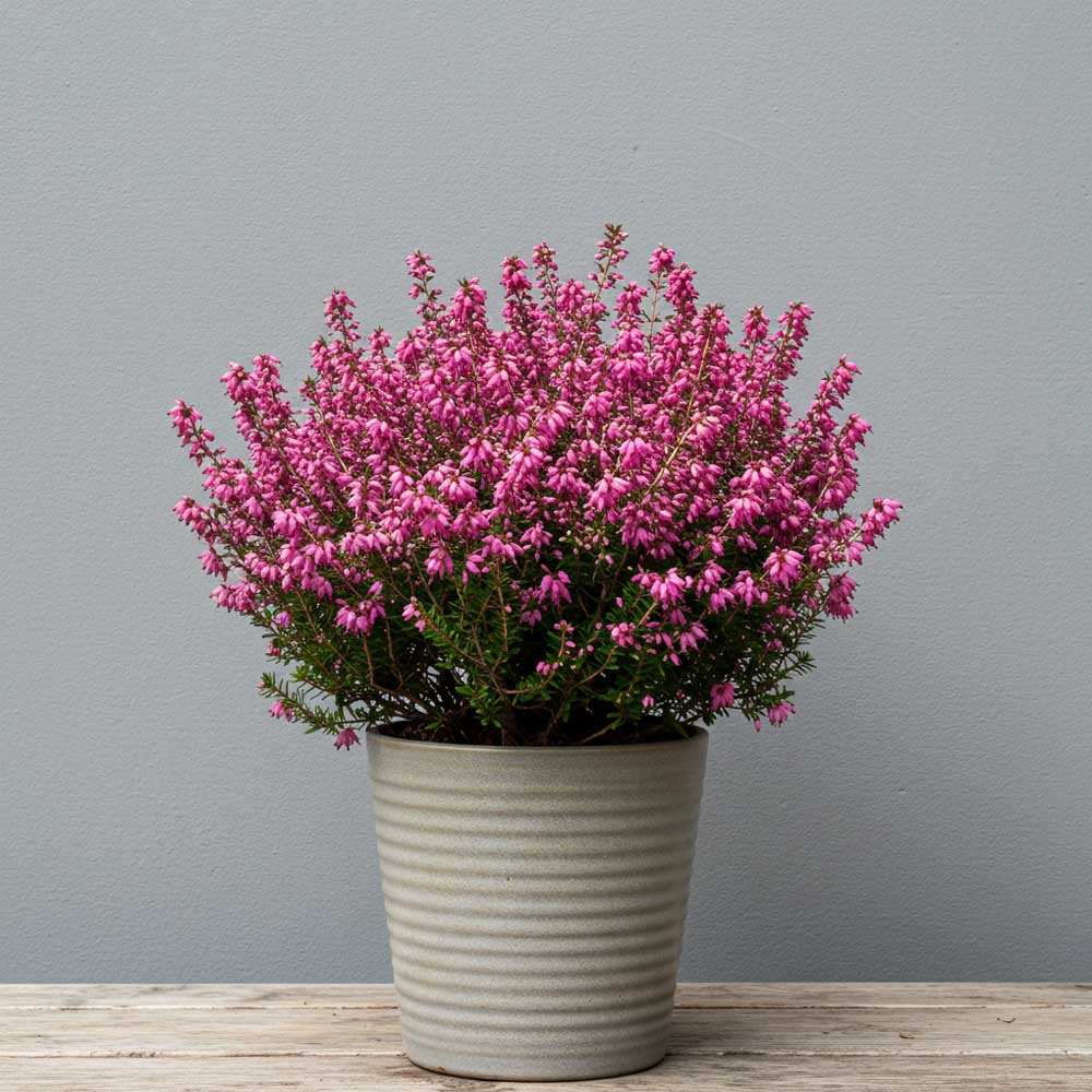 ERICA DARLEYENSIS COLORI ASSORTITI IN VASO 13CM