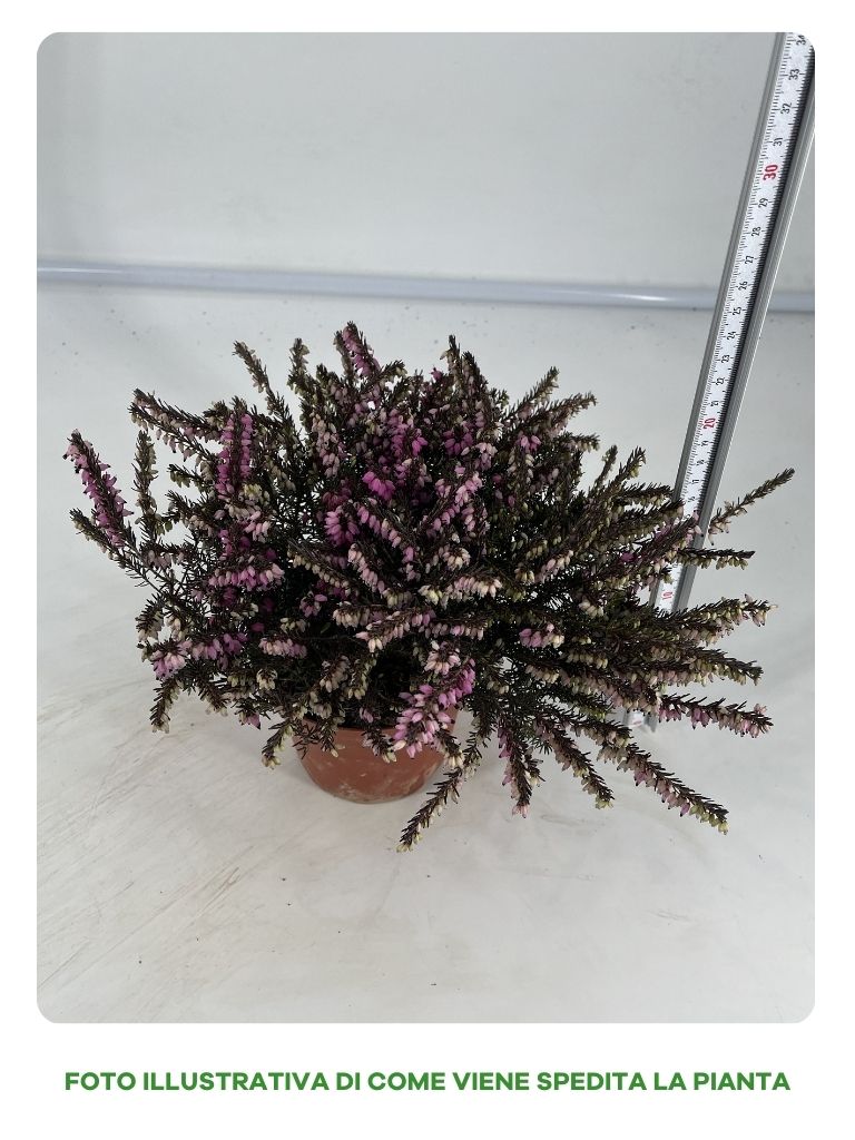 ERICA DARLEYENSIS COLORI ASSORTITI IN VASO 13CM