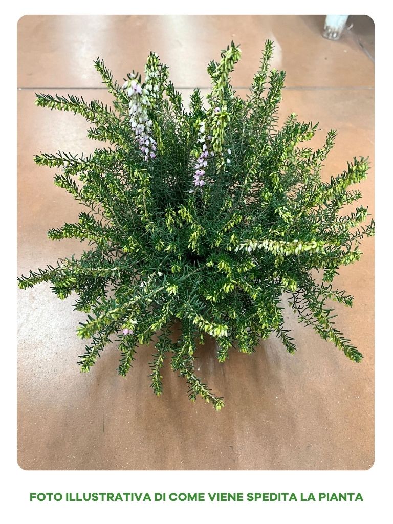 ERICA DARLEYENSIS ROSA IN VASO DA 12CM