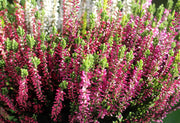 ERICA ROSSA IN VASO DA 12CM
