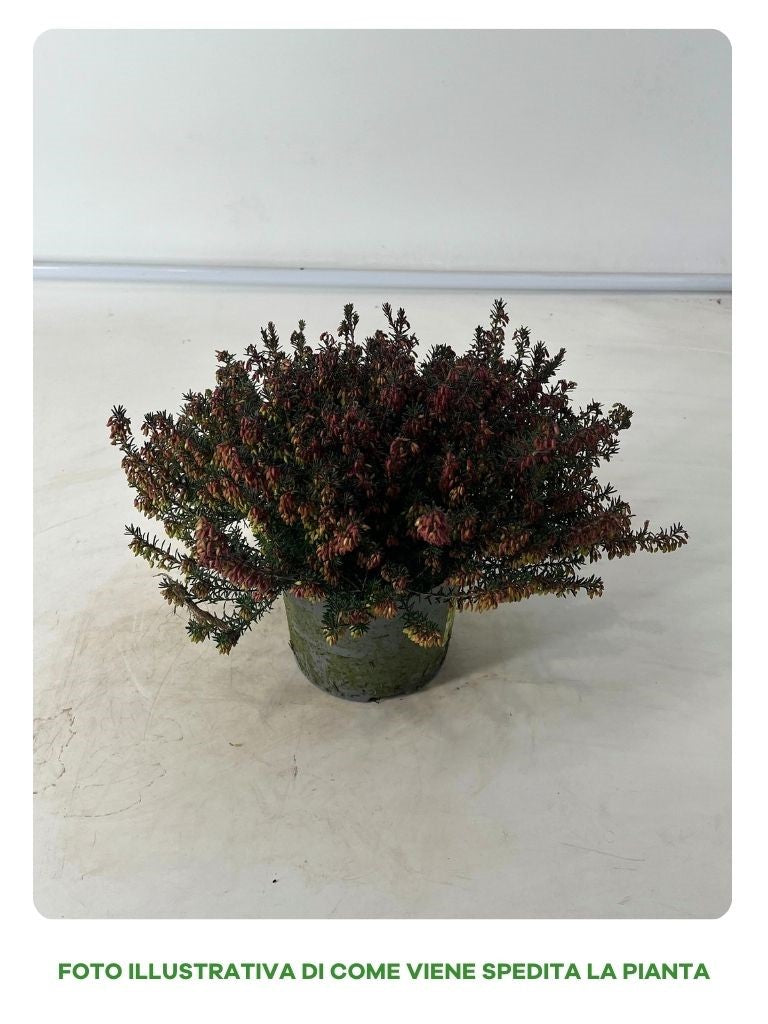 ERICA ROSSA IN VASO DA 12CM
