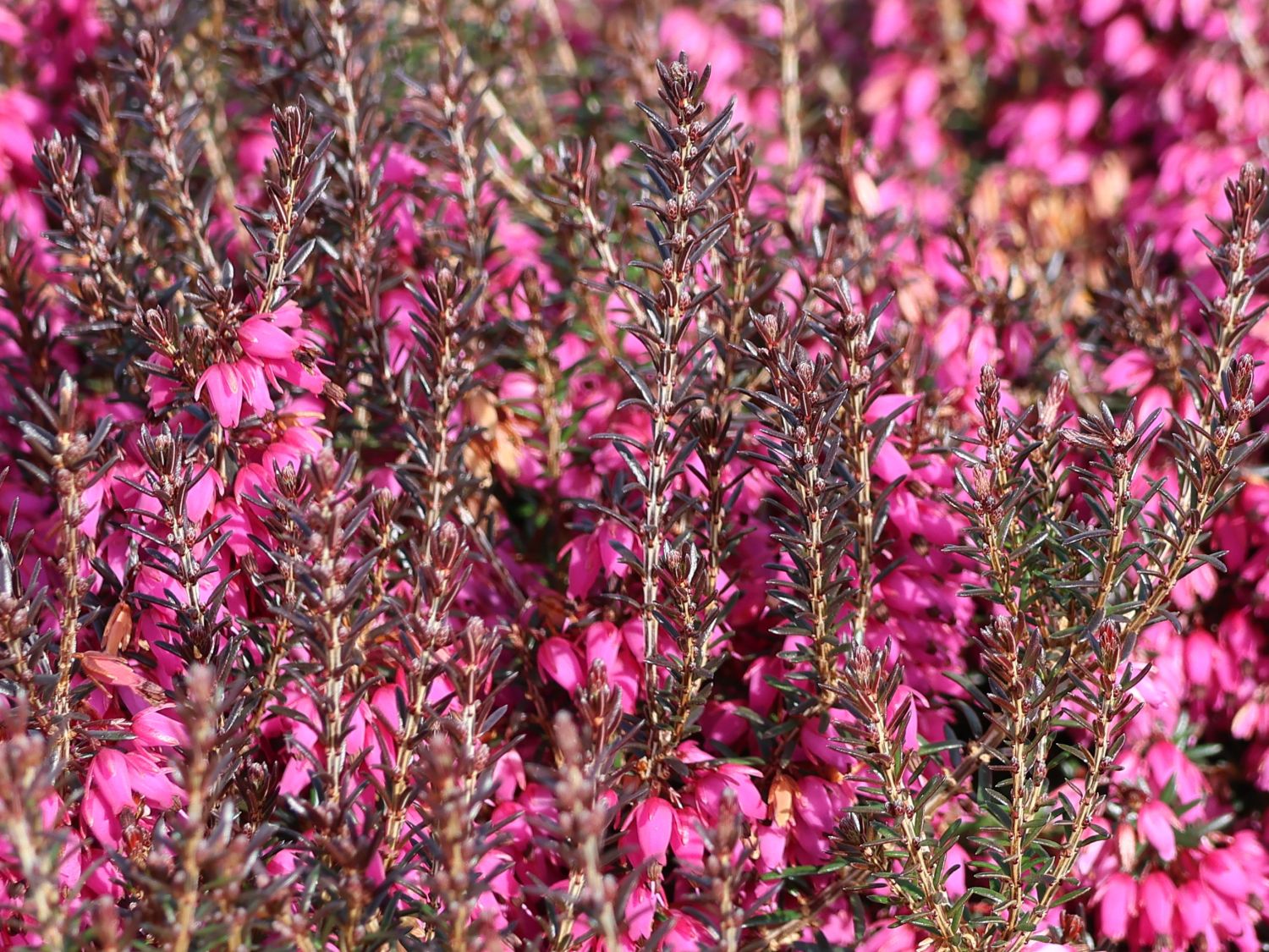 ERICA WINTER LADIES IN CIOTOLA DA 23CM