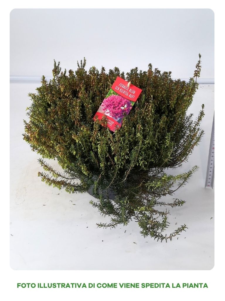 ERICA WINTER LADIES IN CIOTOLA DA 23CM